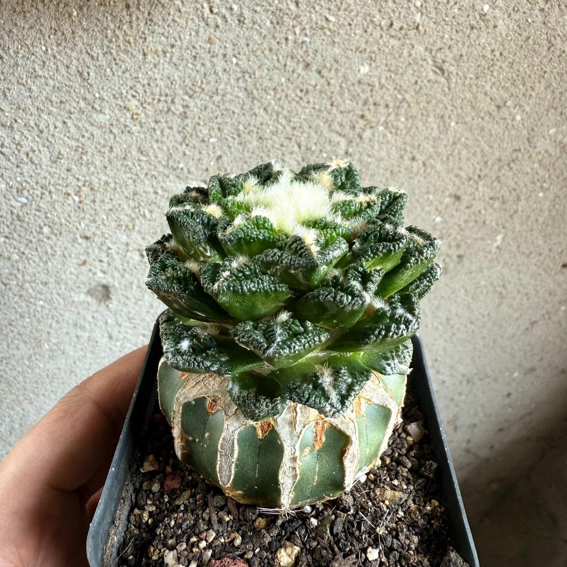 Ariocarpus fissuratus var. hintonii（rootless）