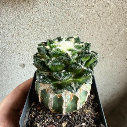 Ariocarpus fissuratus var. hintonii