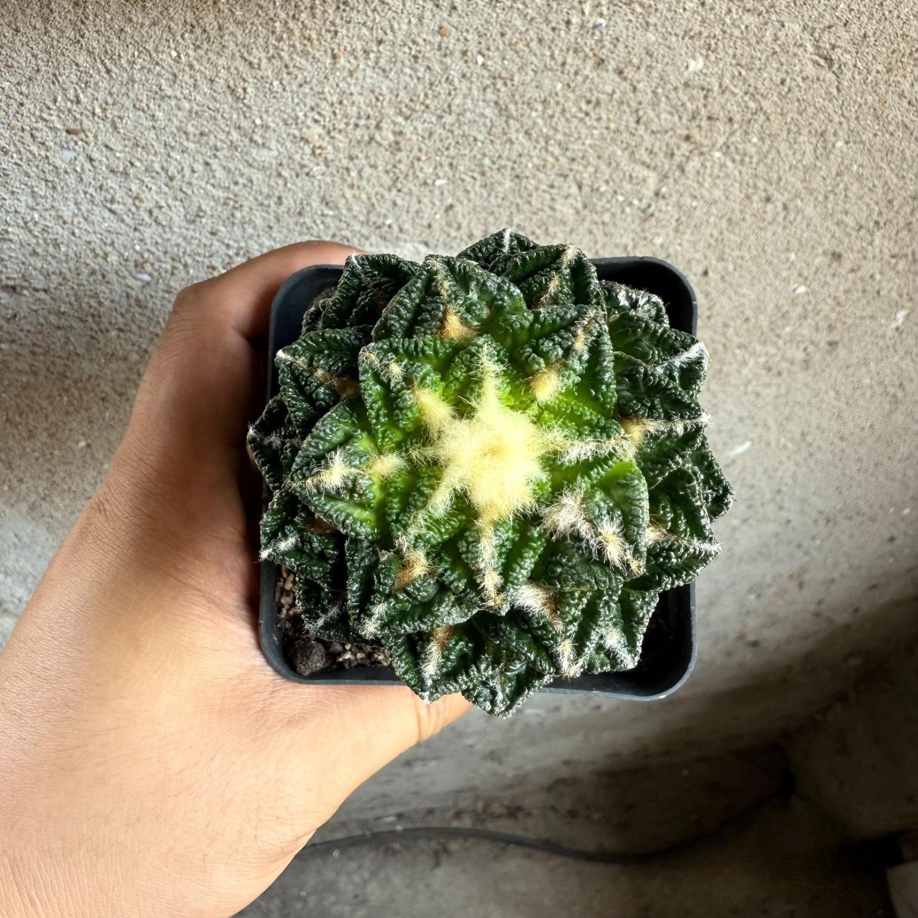 Ariocarpus fissuratus var. hintonii