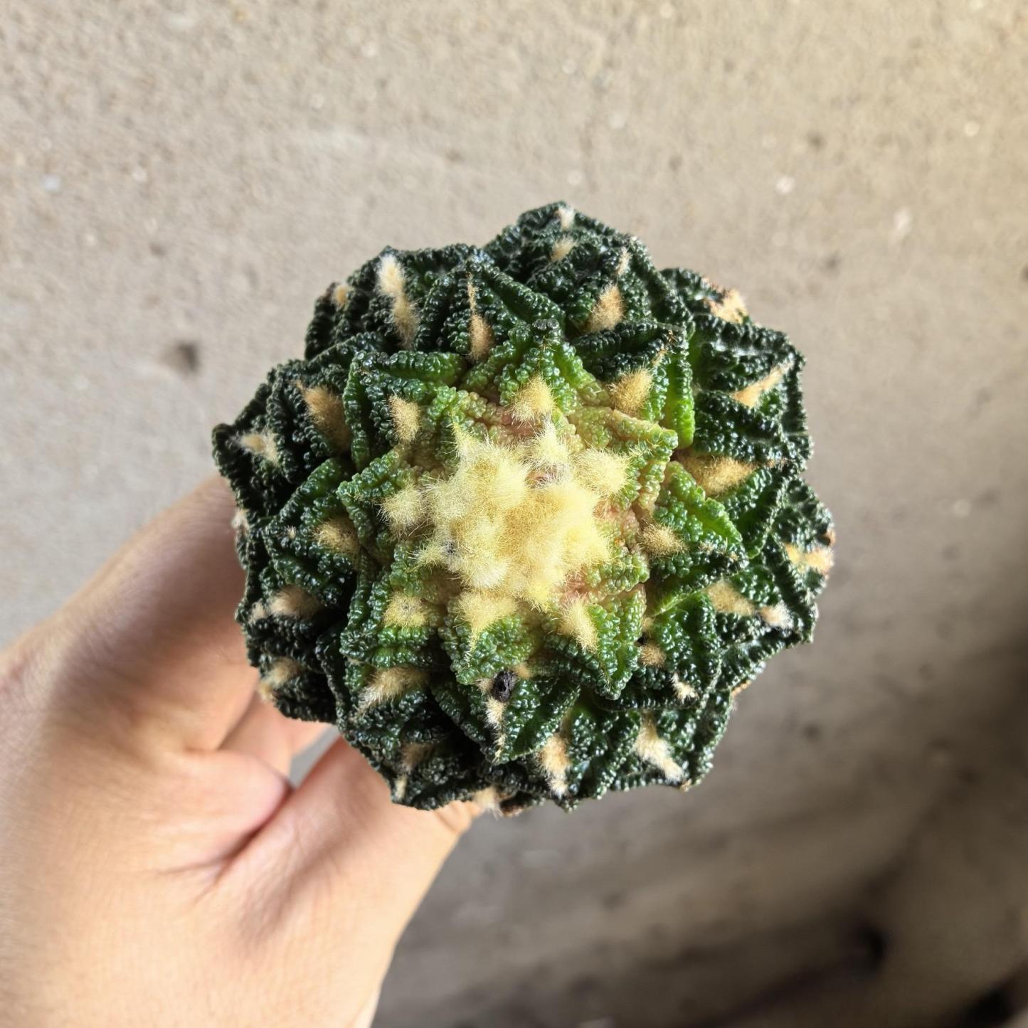 Ariocarpus fissuratus var. hintonii