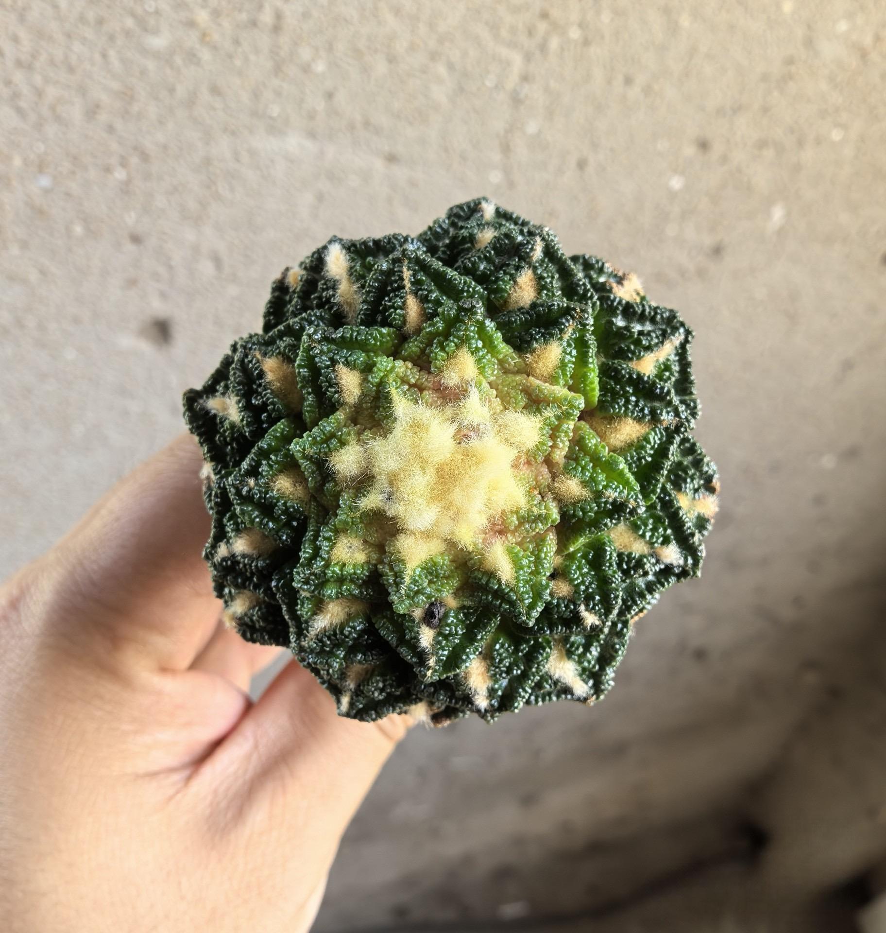 Ariocarpus fissuratus var. hintonii