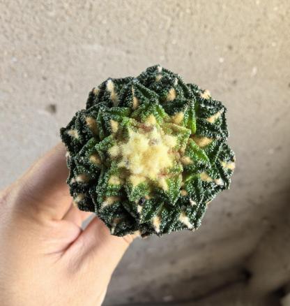 Ariocarpus fissuratus var. hintonii