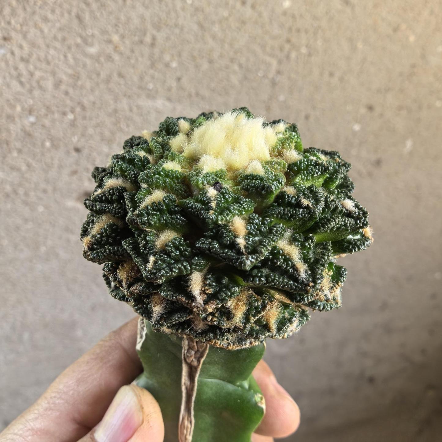 Ariocarpus fissuratus var. hintonii