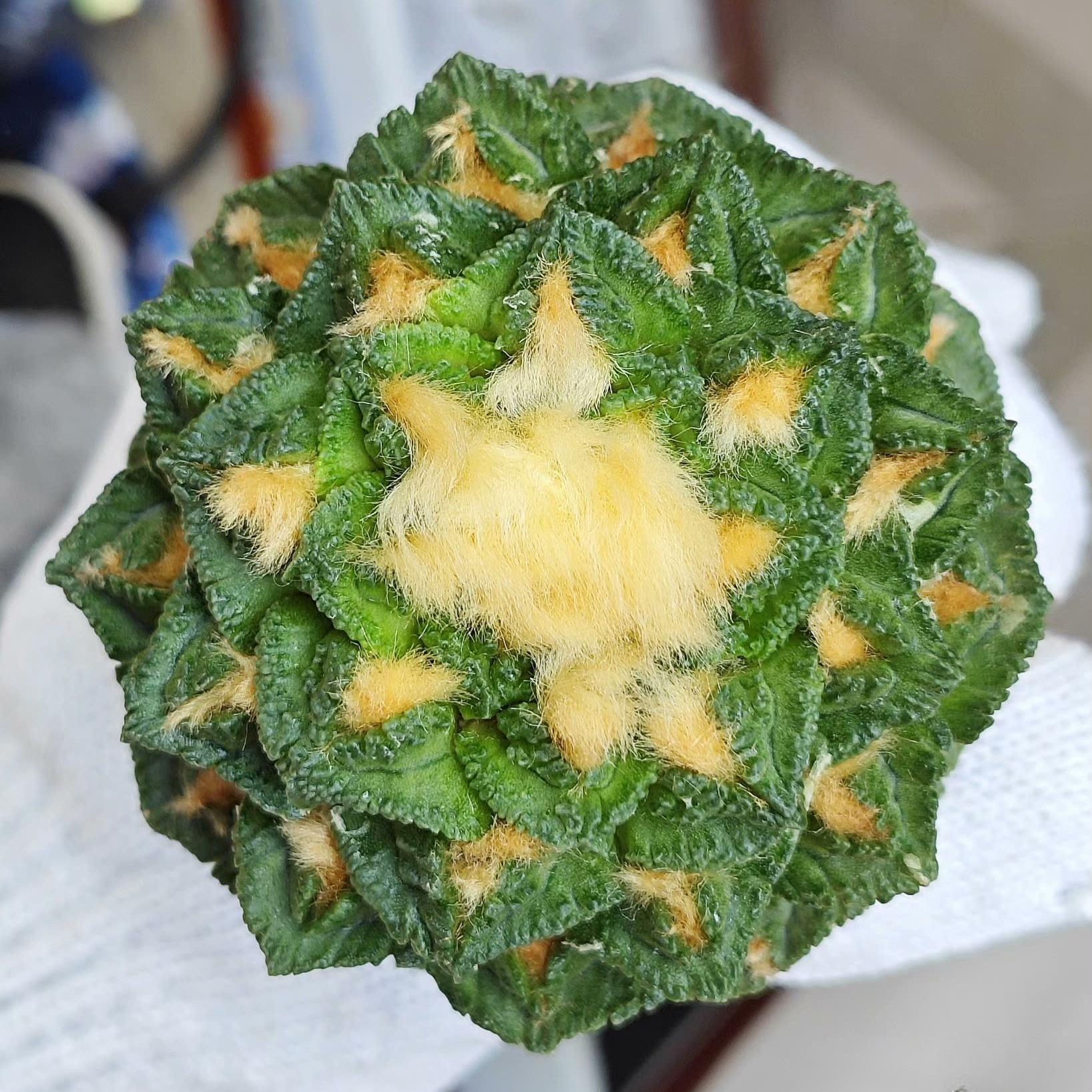 Ariocarpus fissuratus var. hintonii