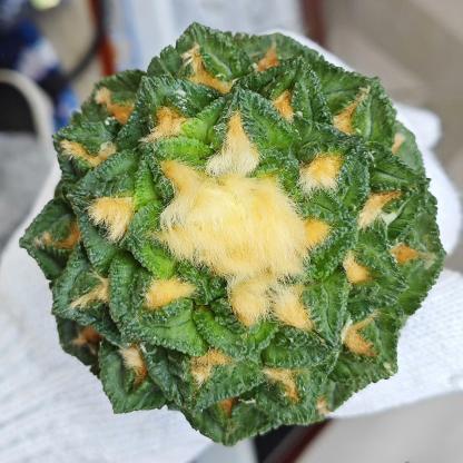 Ariocarpus fissuratus var. hintonii