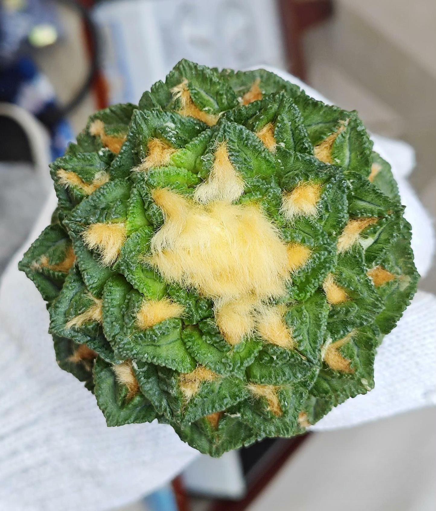 Ariocarpus fissuratus var. hintonii