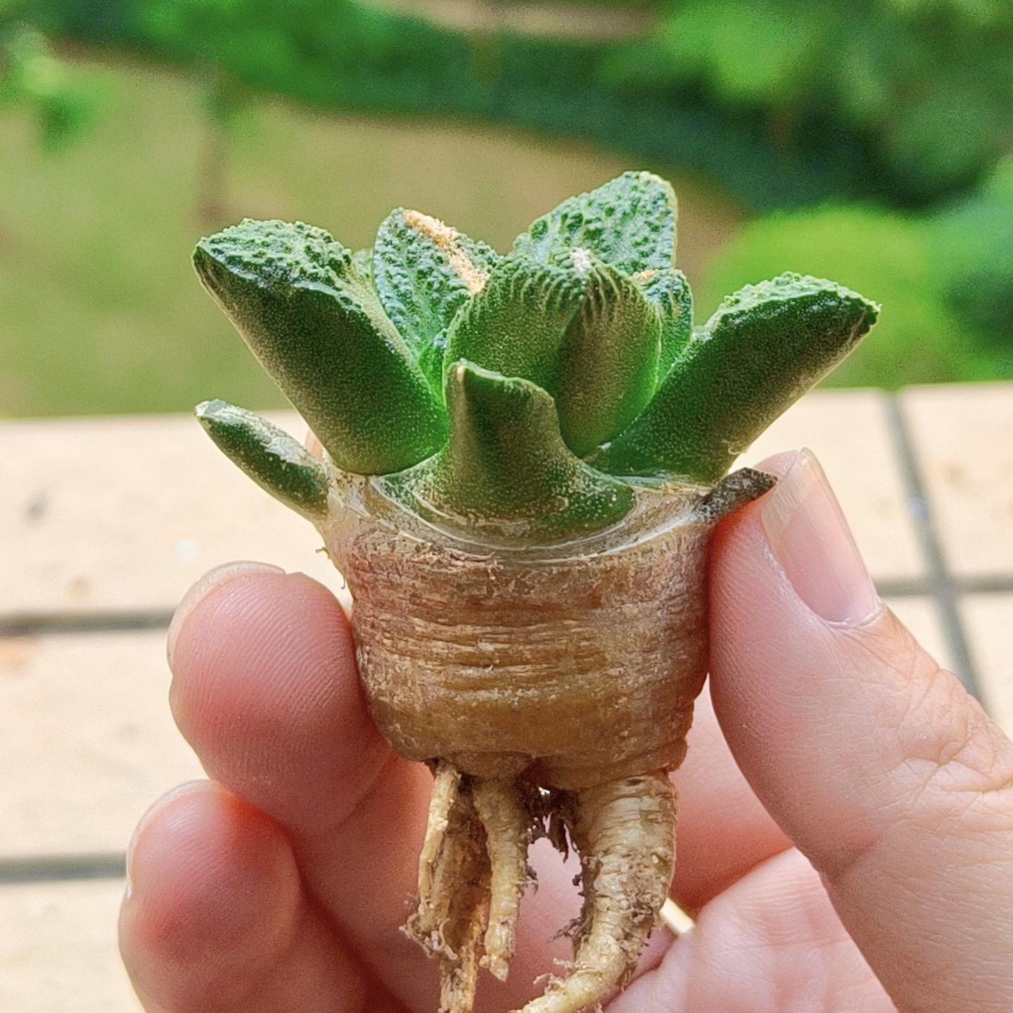 Ariocarpus fissuratus var. hintonii