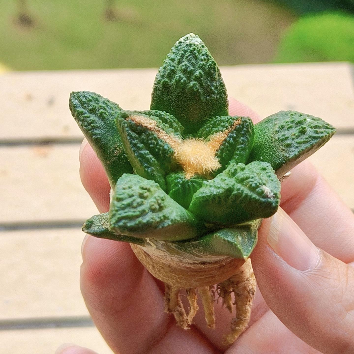 Ariocarpus fissuratus var. hintonii