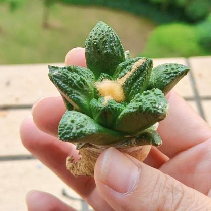 Ariocarpus fissuratus var. hintonii