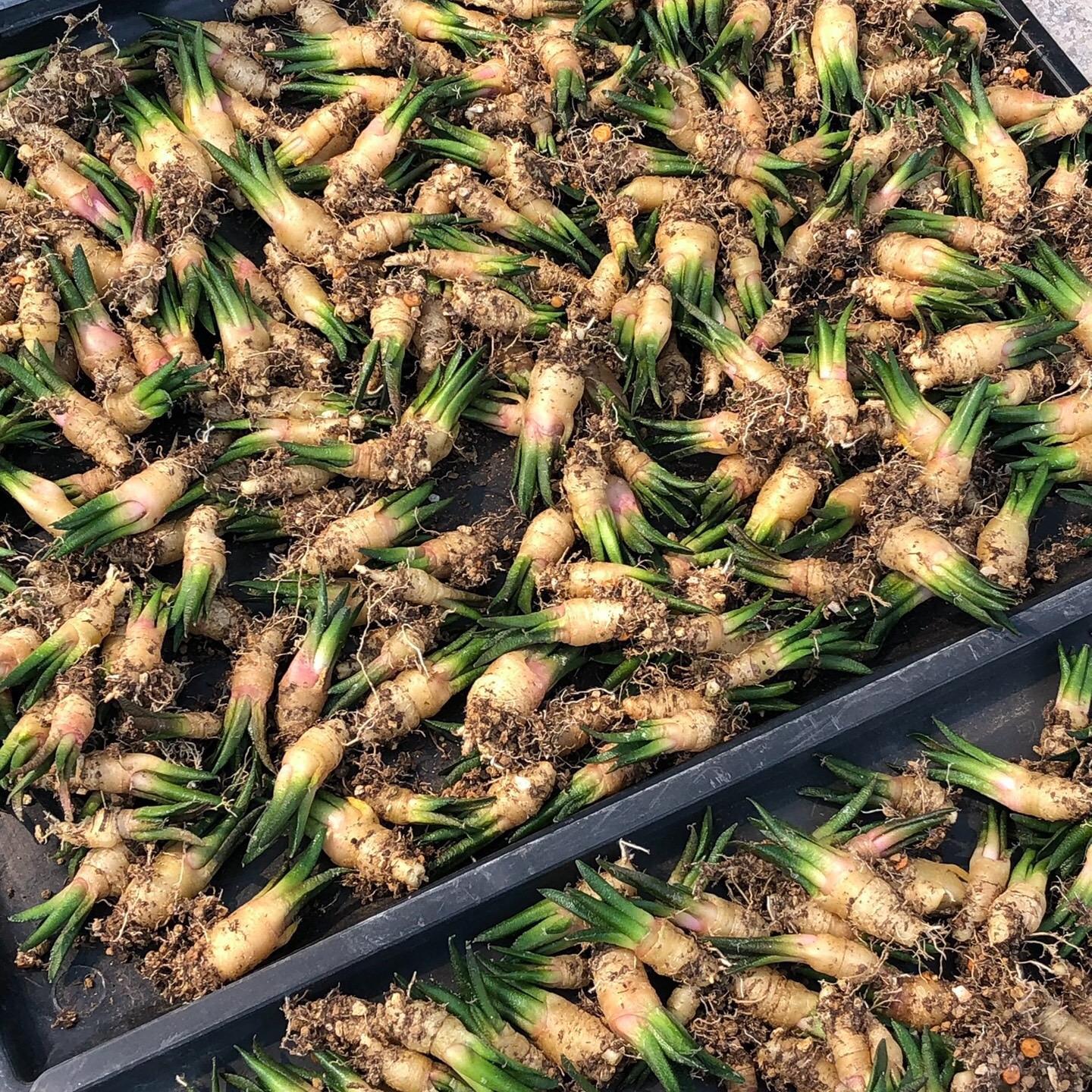 Ariocarpus fissuratus var. hintonii