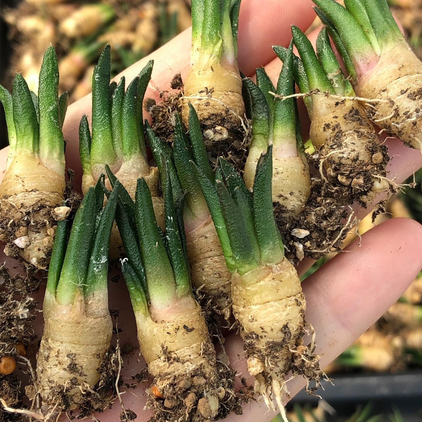 Ariocarpus fissuratus var. hintonii