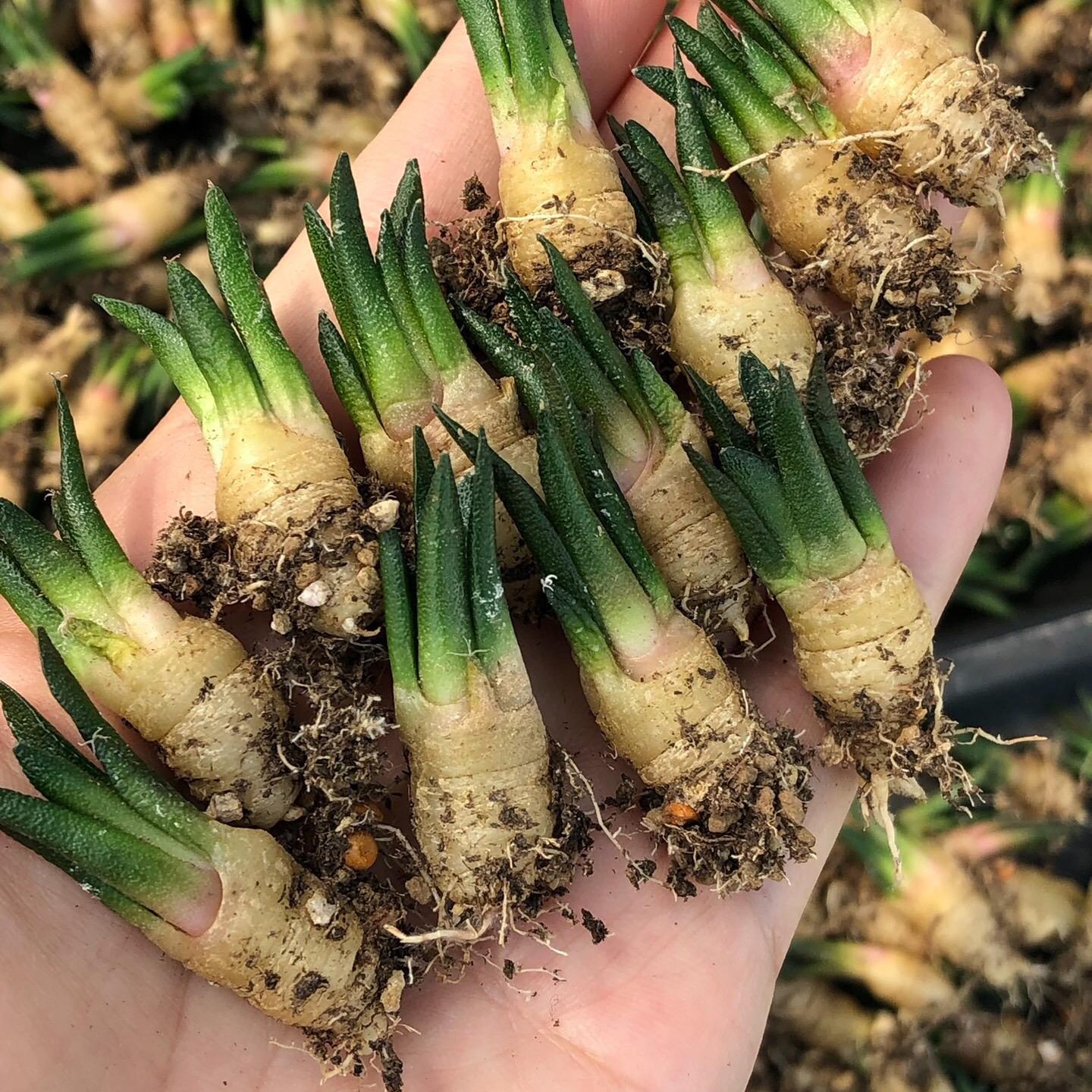 Ariocarpus fissuratus var. hintonii