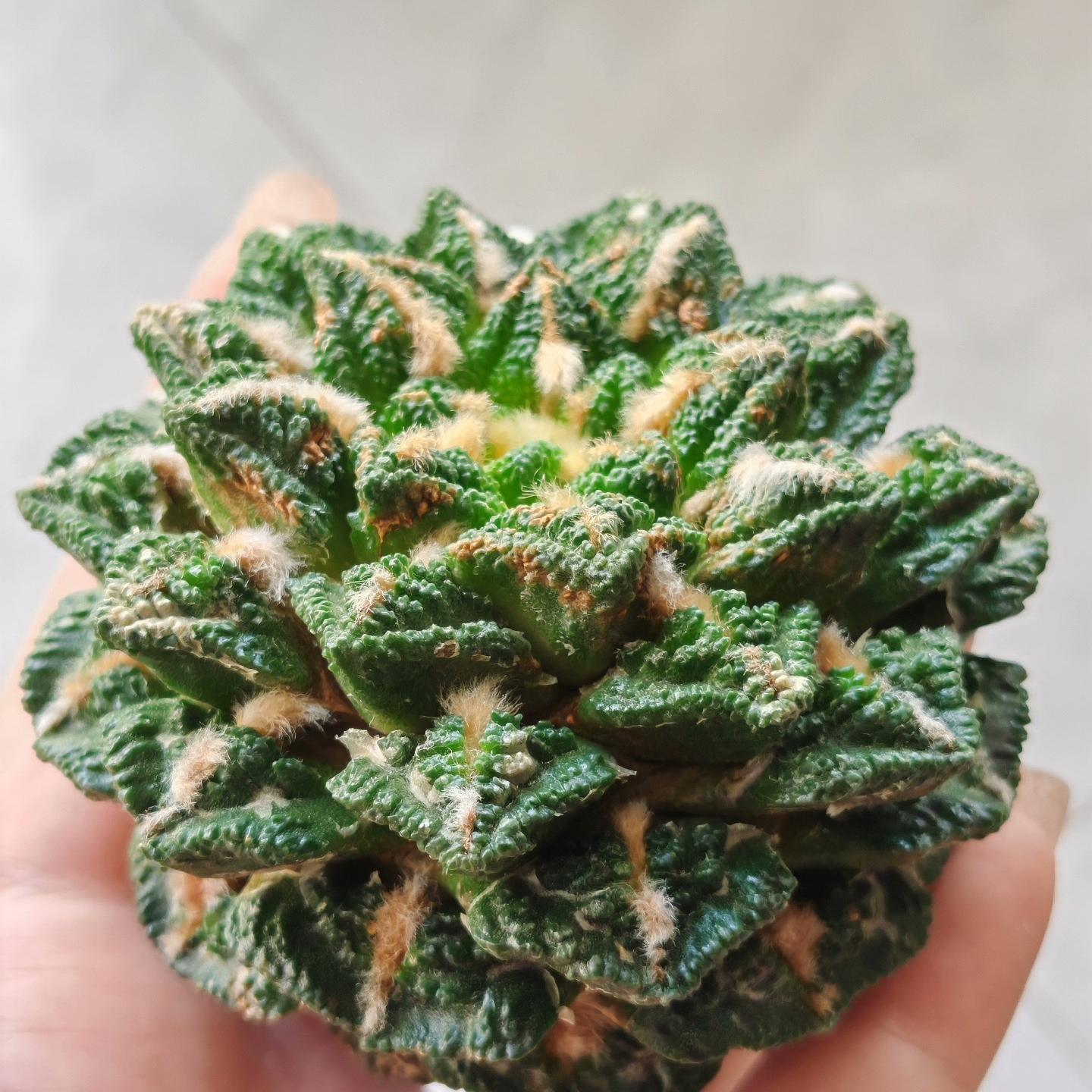 Ariocarpus fissuratus var. hintonii（rootless）