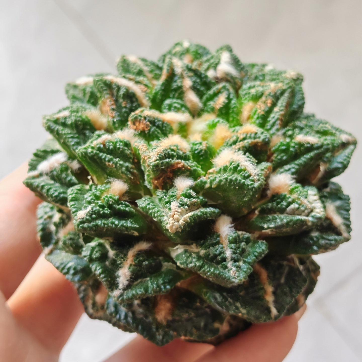 Ariocarpus fissuratus var. hintonii（rootless）