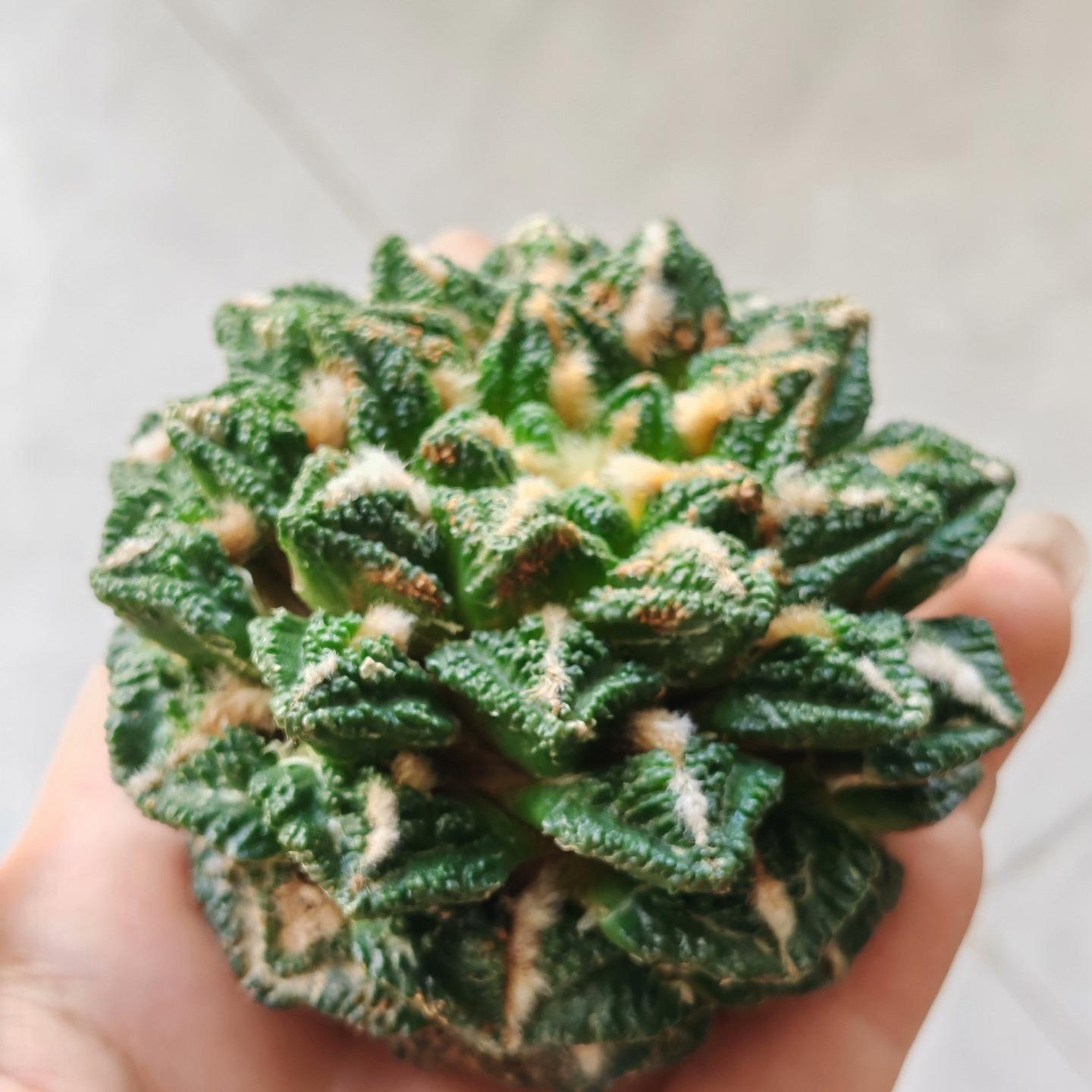 Ariocarpus fissuratus var. hintonii（rootless）