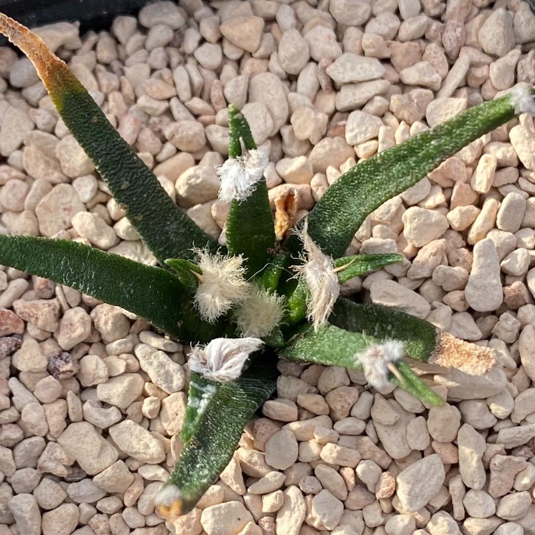 2-4cm Ariocarpus agavoides