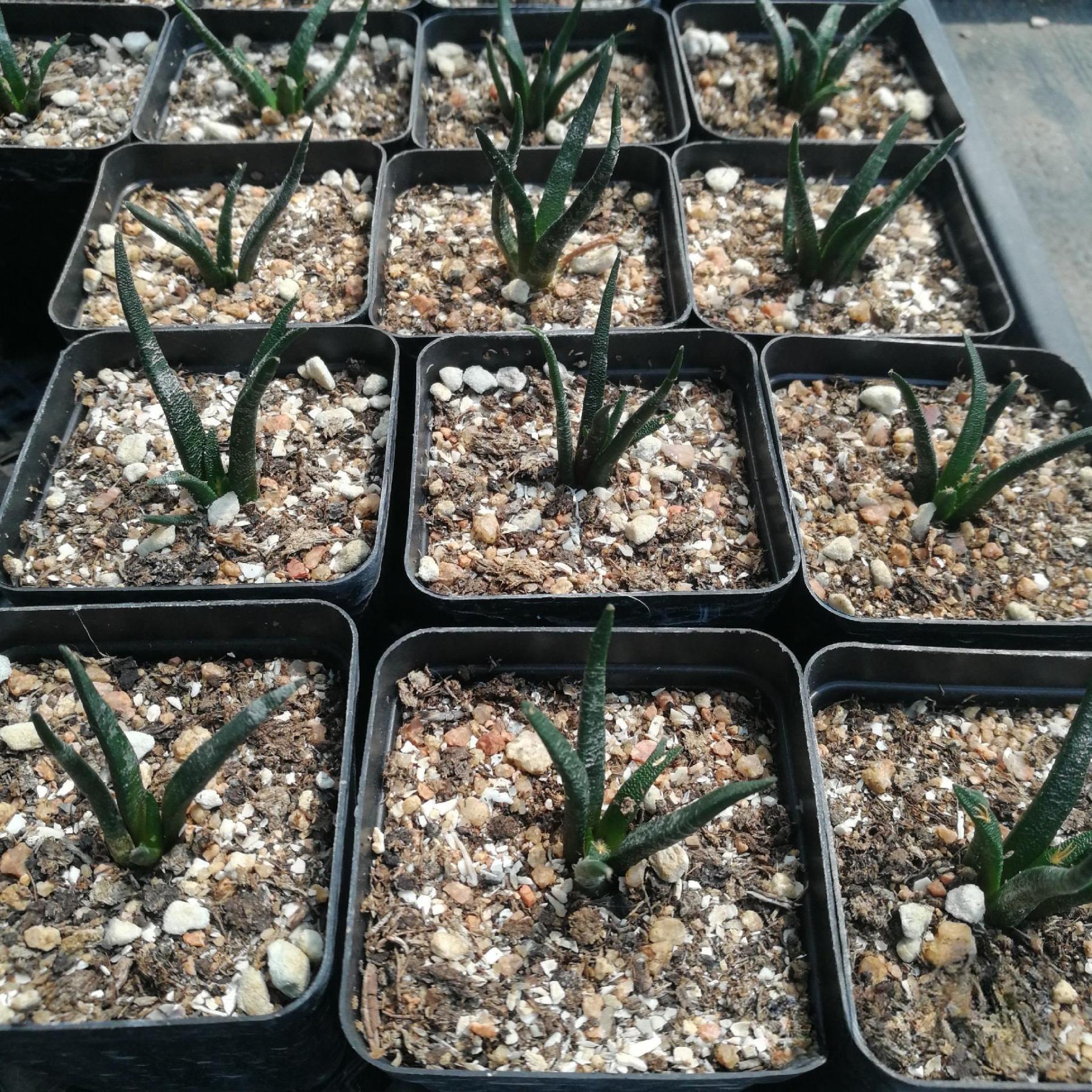 2-4cm Ariocarpus agavoides