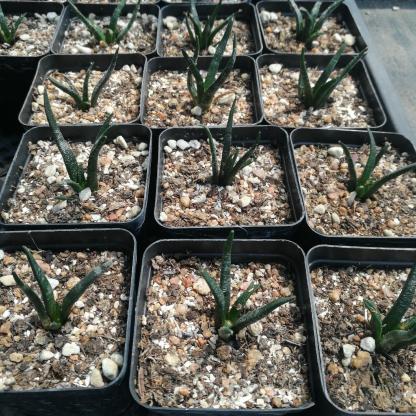 2-4cm Ariocarpus agavoides