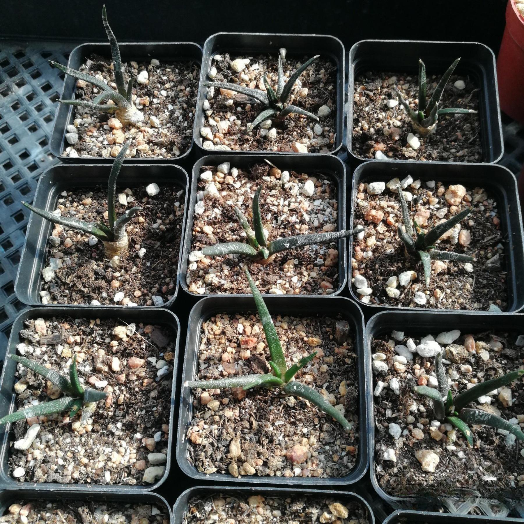 2-4cm Ariocarpus agavoides