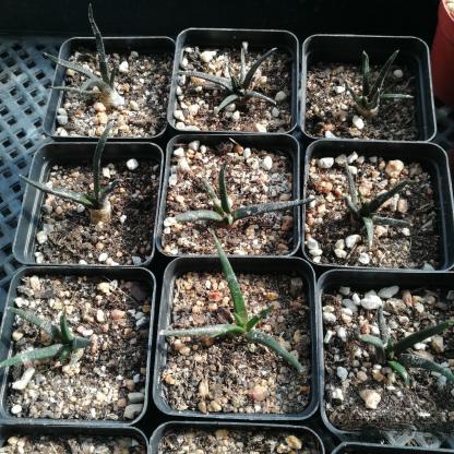 2-4cm Ariocarpus agavoides