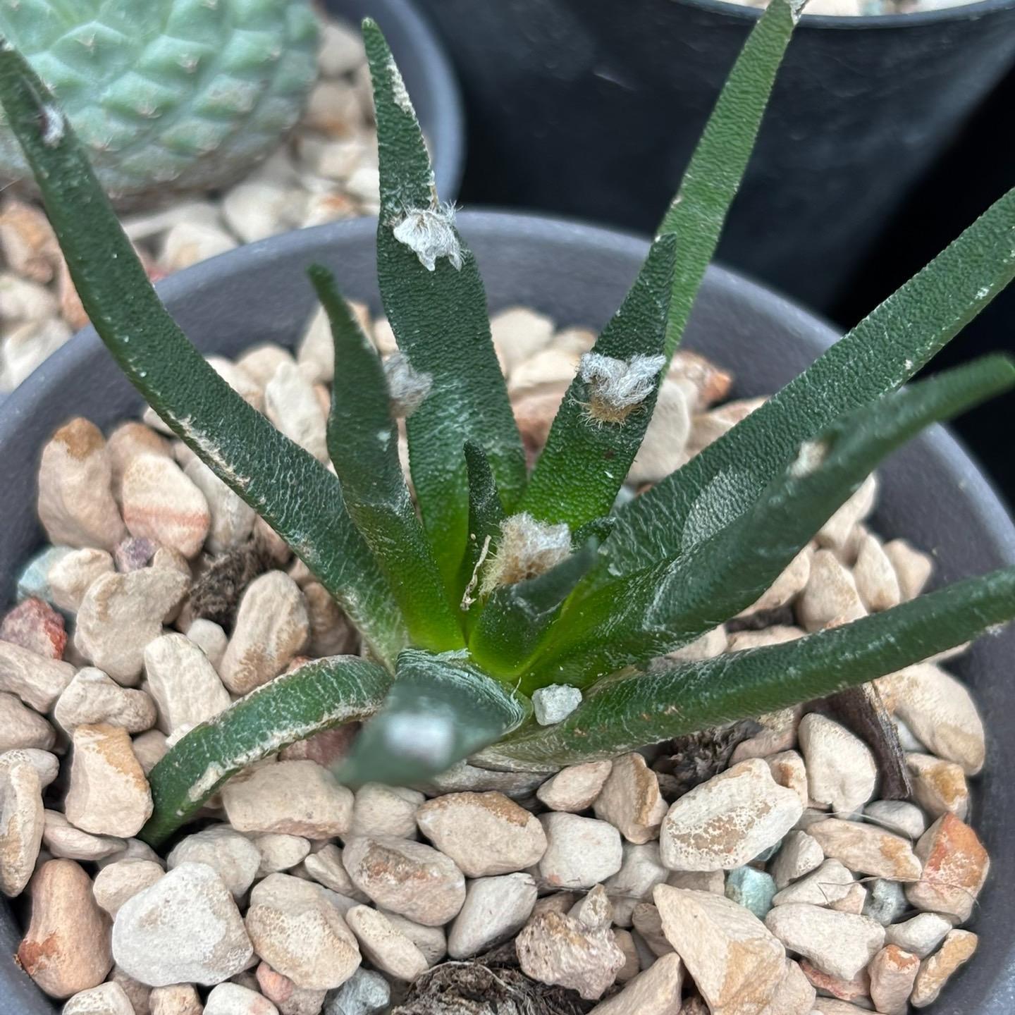 2-4cm Ariocarpus agavoides