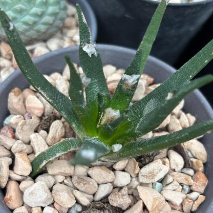 2-4cm Ariocarpus agavoides