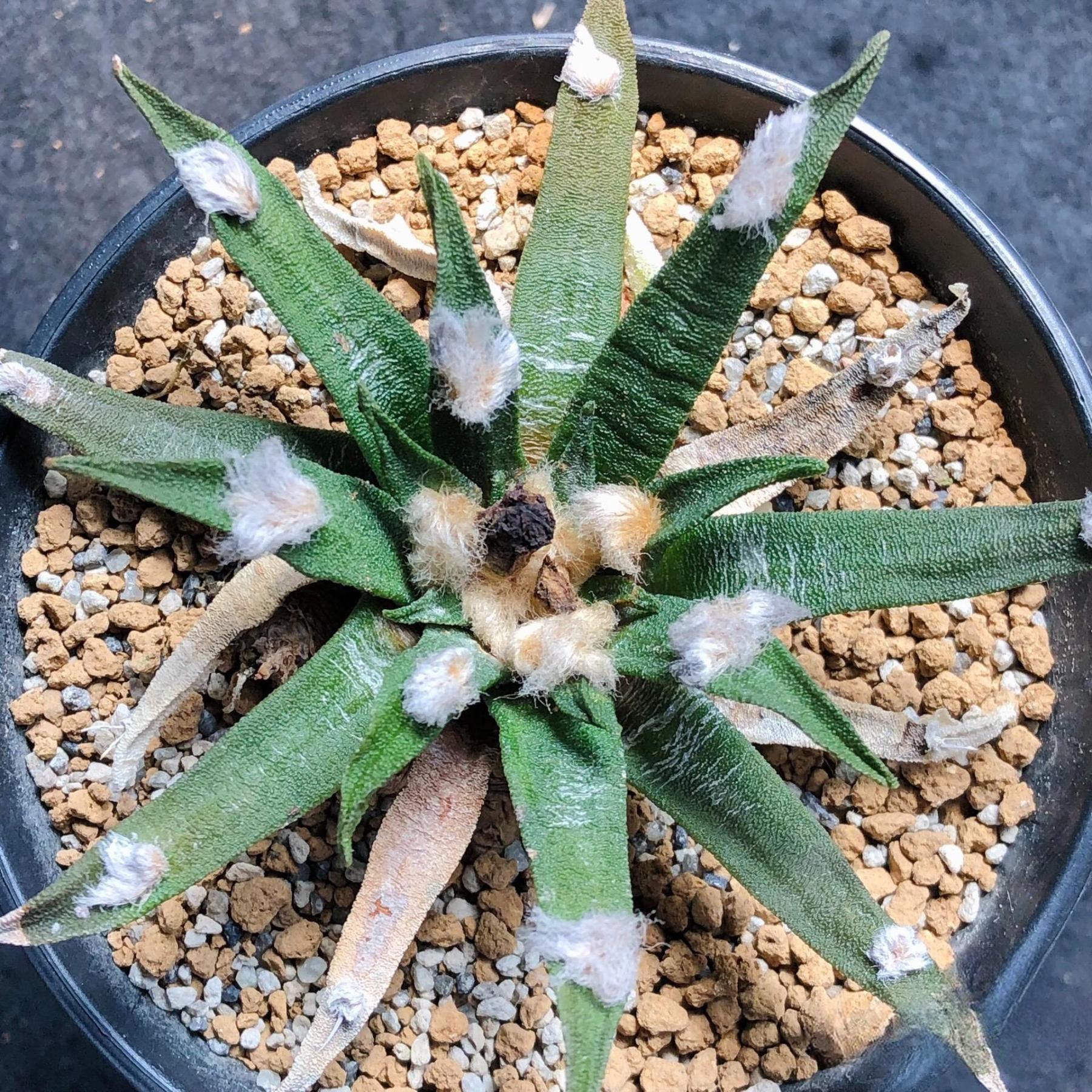 2-4cm Ariocarpus agavoides