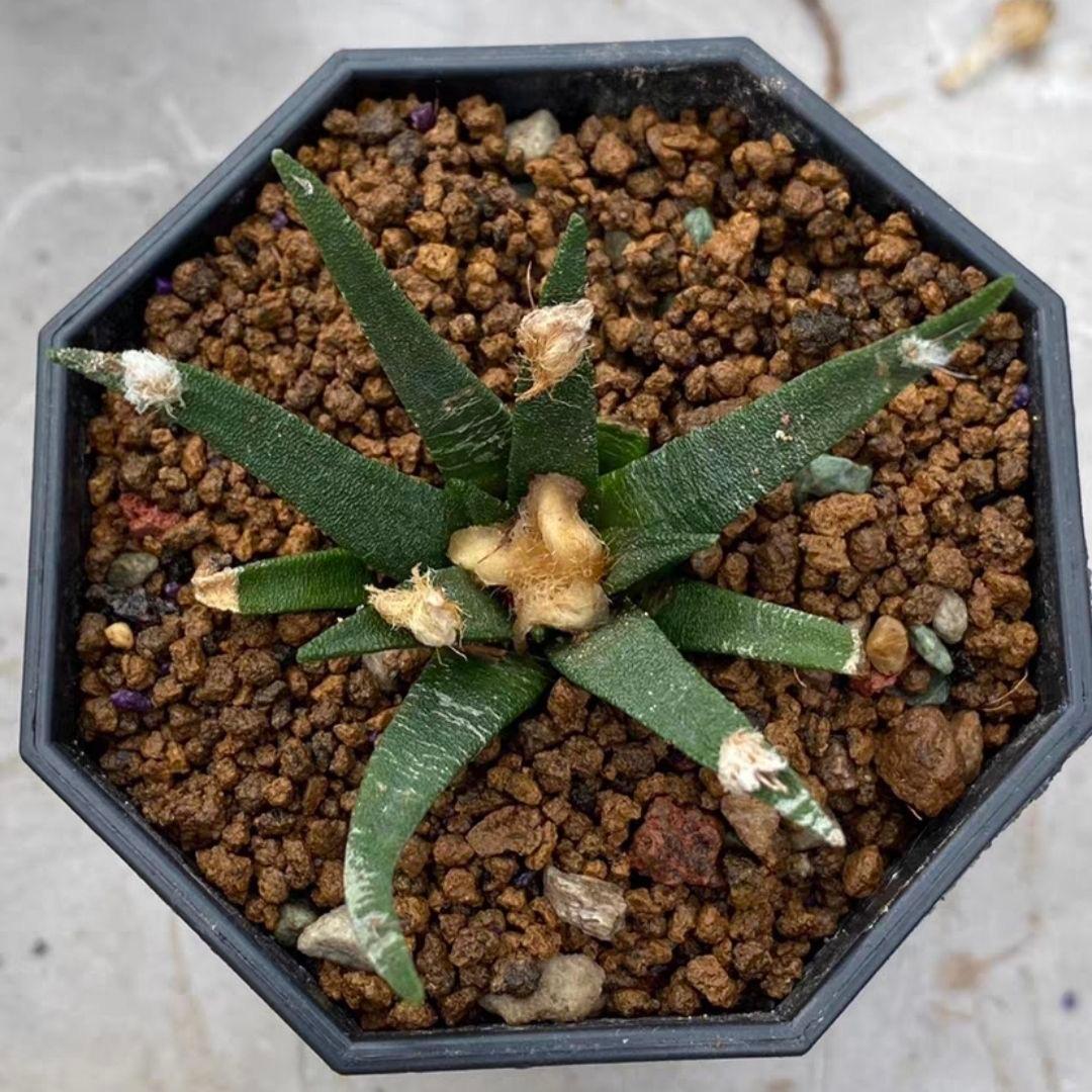 2-4cm Ariocarpus agavoides