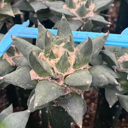 5-10cm Ariocarpus retusus subsp. trigonus（rootless）