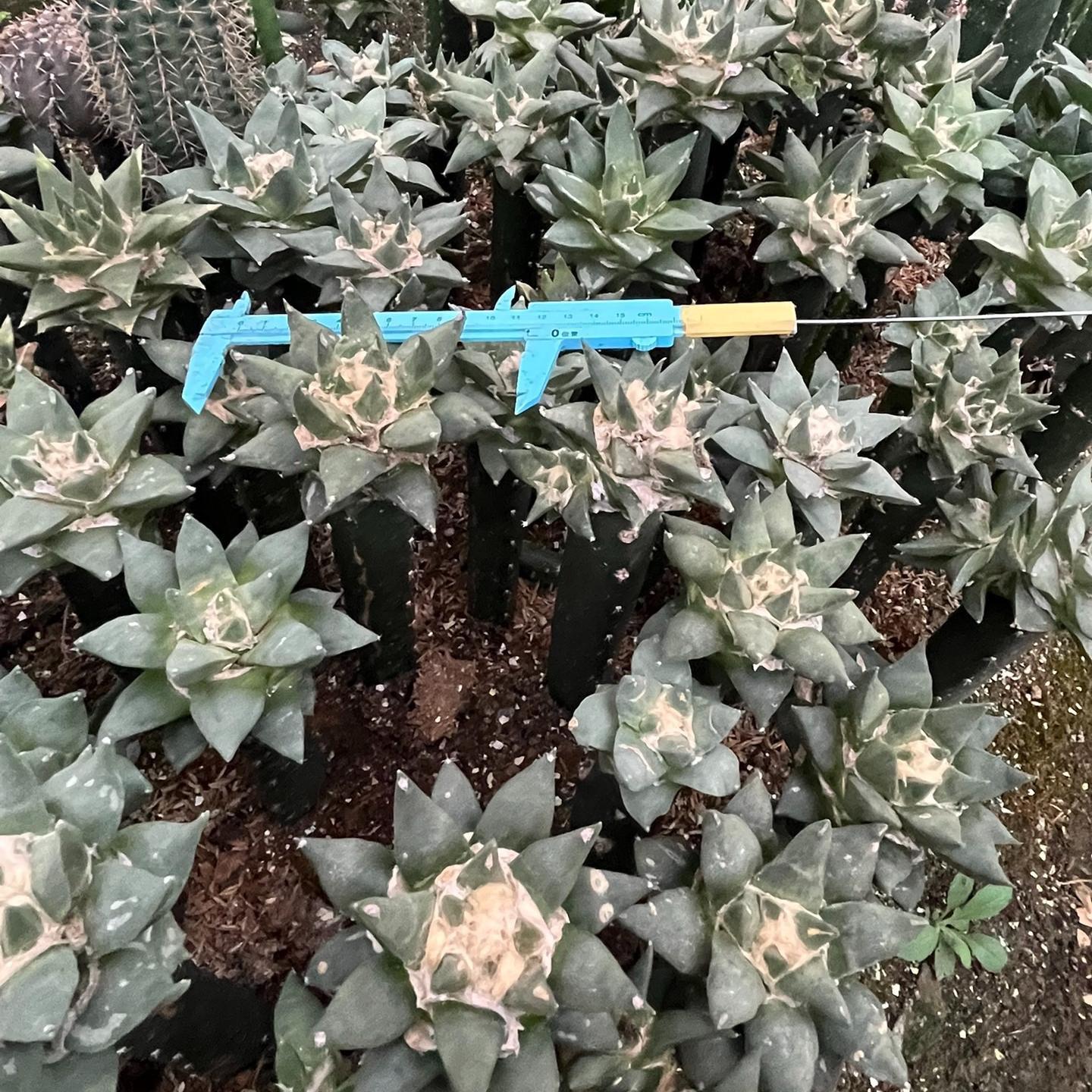 5-10cm Ariocarpus retusus subsp. trigonus（rootless）