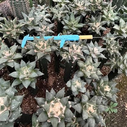 5-10cm Ariocarpus retusus subsp. trigonus（rootless）