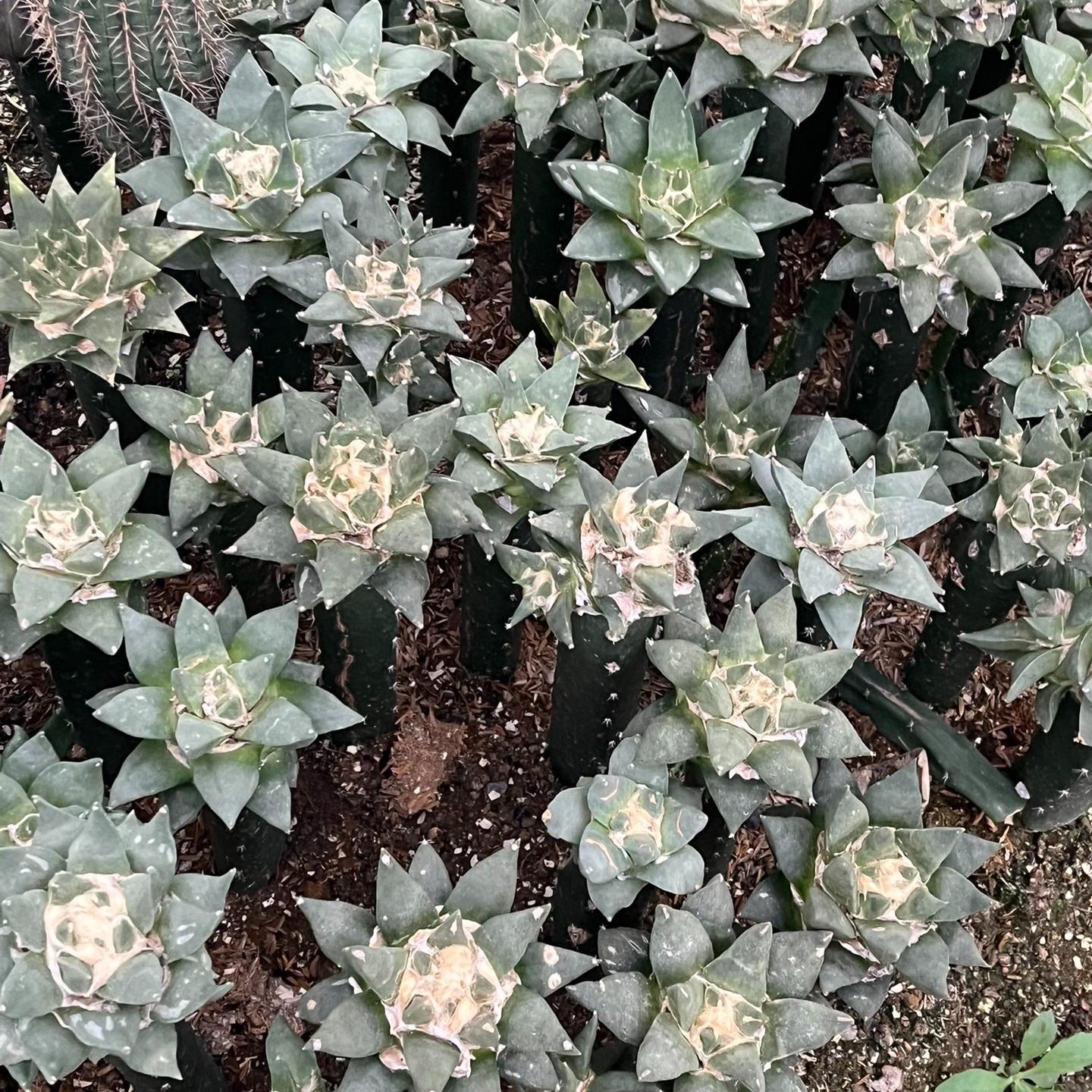 5-10cm Ariocarpus retusus subsp. trigonus（rootless）