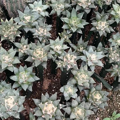 5-10cm Ariocarpus retusus subsp. trigonus（rootless）