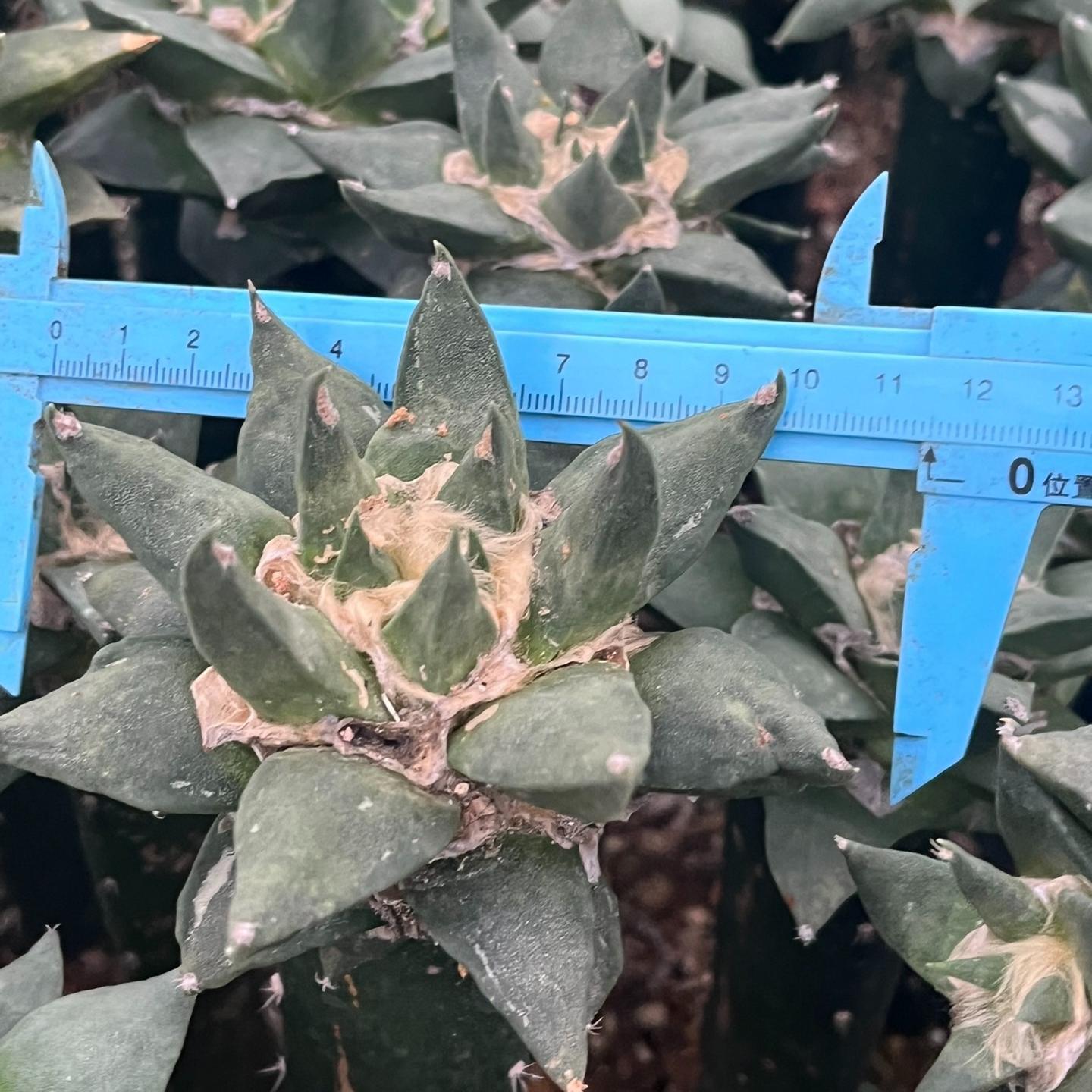 5-10cm Ariocarpus retusus subsp. trigonus（rootless）