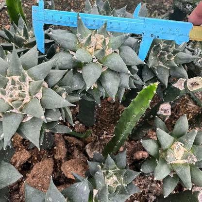 5-10cm Ariocarpus retusus subsp. trigonus（rootless）