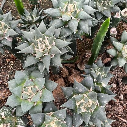 5-10cm Ariocarpus retusus subsp. trigonus（rootless）