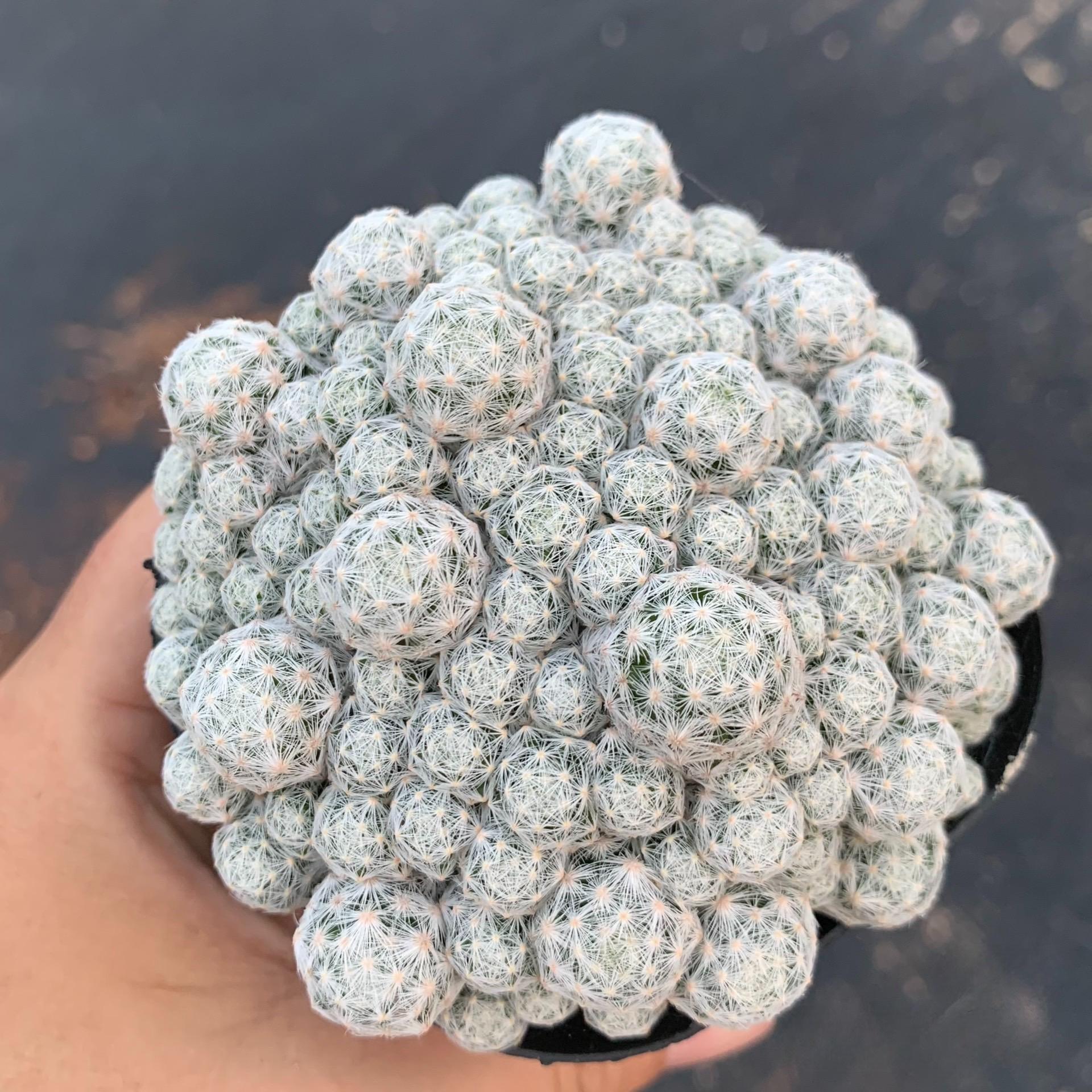 Mammillaria
