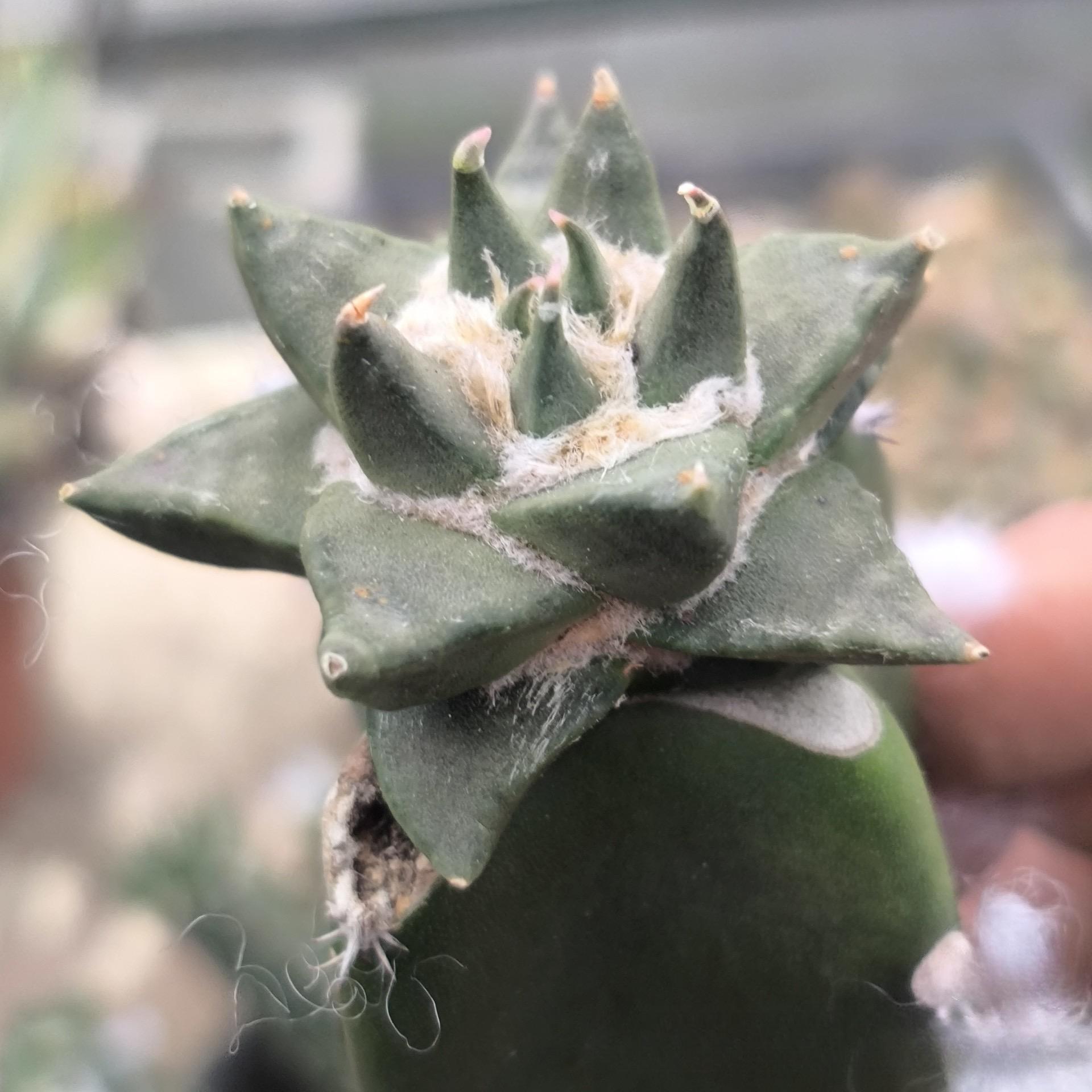 5-10cm Ariocarpus retusus subsp. trigonus（rootless）