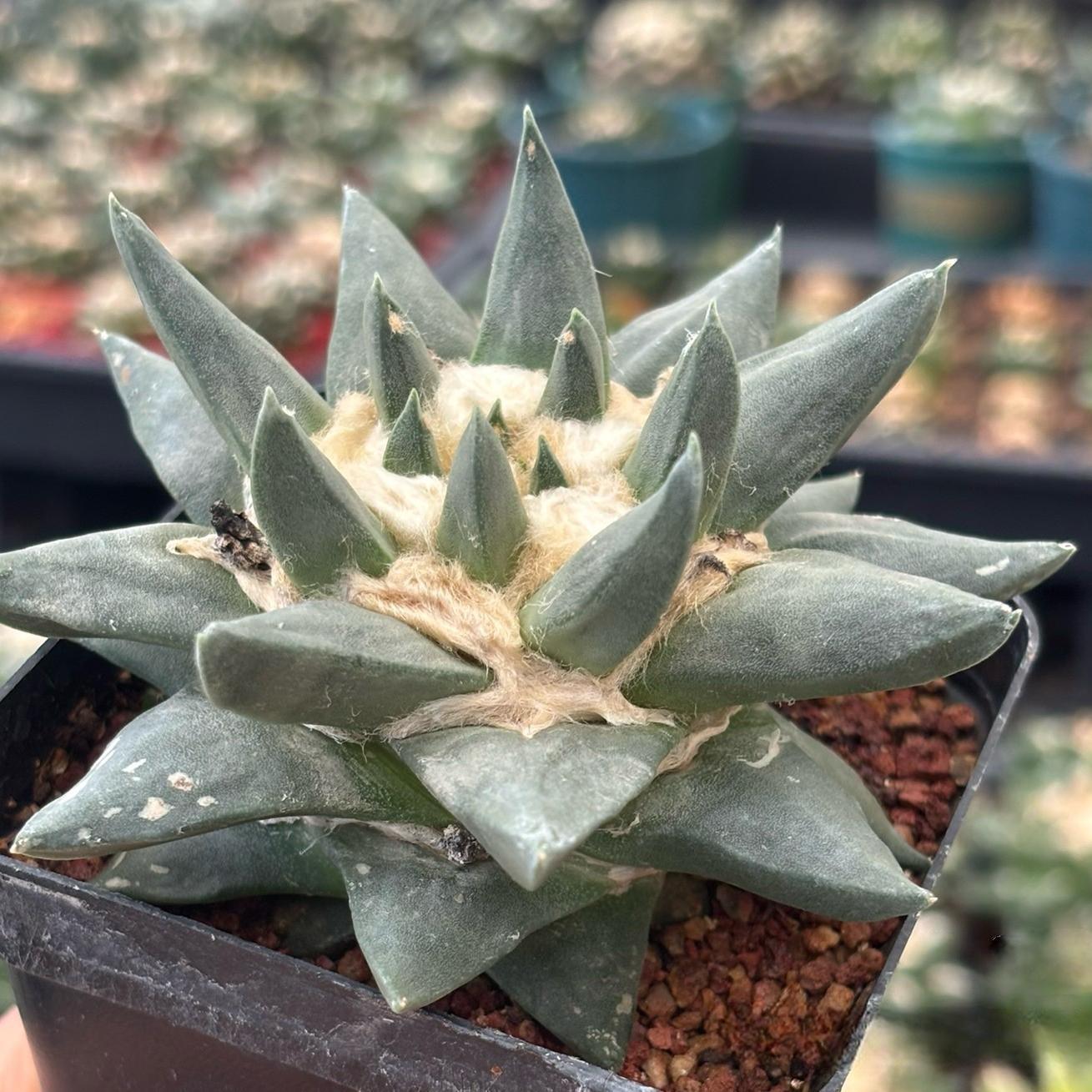 5-10cm Ariocarpus retusus subsp. trigonus