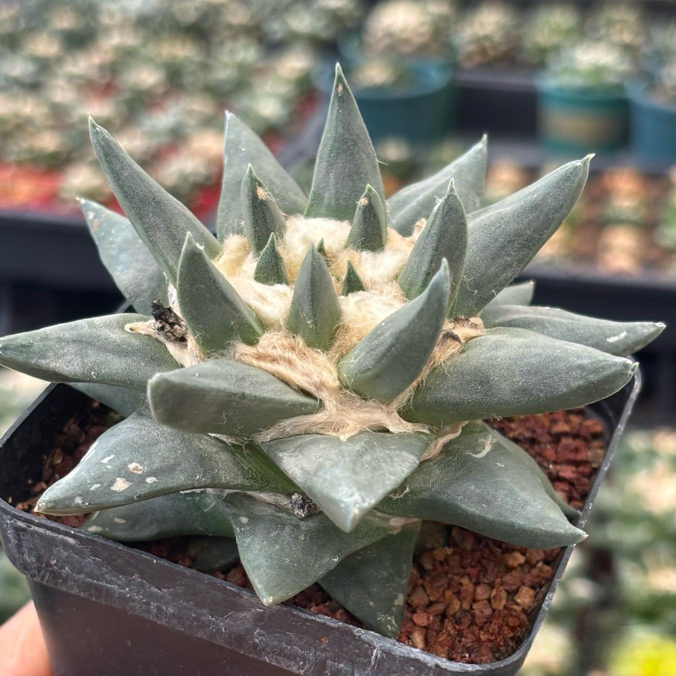 5-10cm Ariocarpus retusus subsp. trigonus