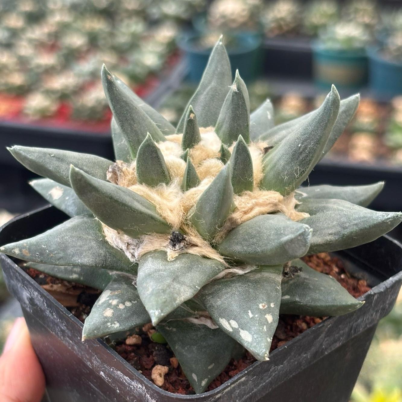 5-10cm Ariocarpus retusus subsp. trigonus