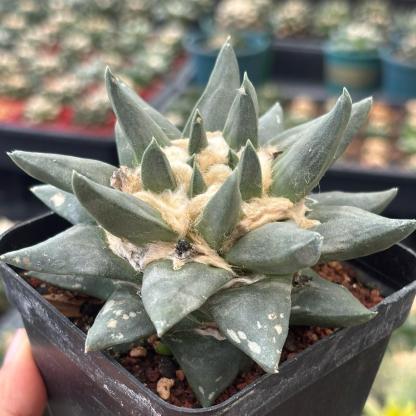 5-10cm Ariocarpus retusus subsp. trigonus