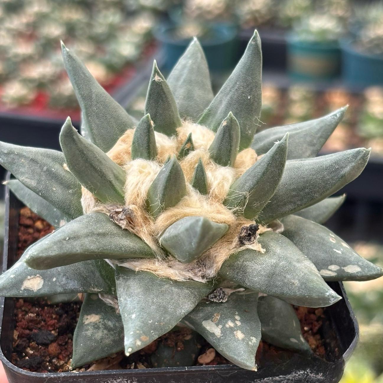 5-10cm Ariocarpus retusus subsp. trigonus