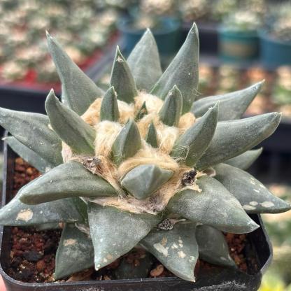 5-10cm Ariocarpus retusus subsp. trigonus