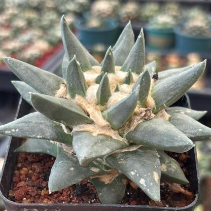 5-10cm Ariocarpus retusus subsp. trigonus
