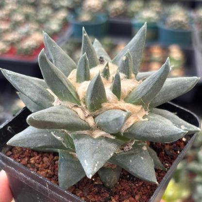 5-10cm Ariocarpus retusus subsp. trigonus