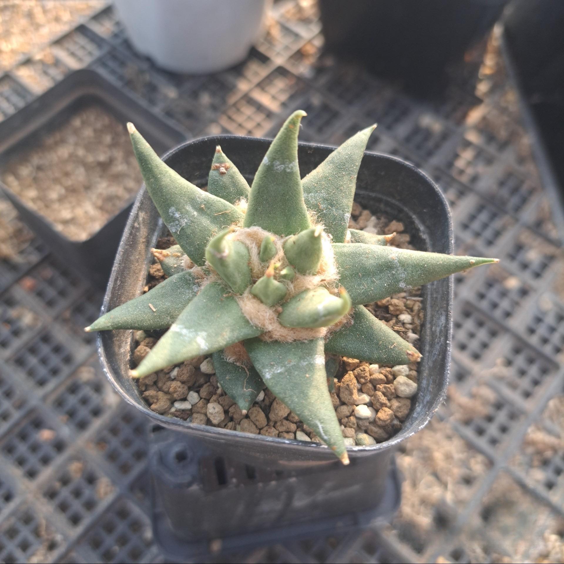 5-10cm Ariocarpus retusus subsp. trigonus