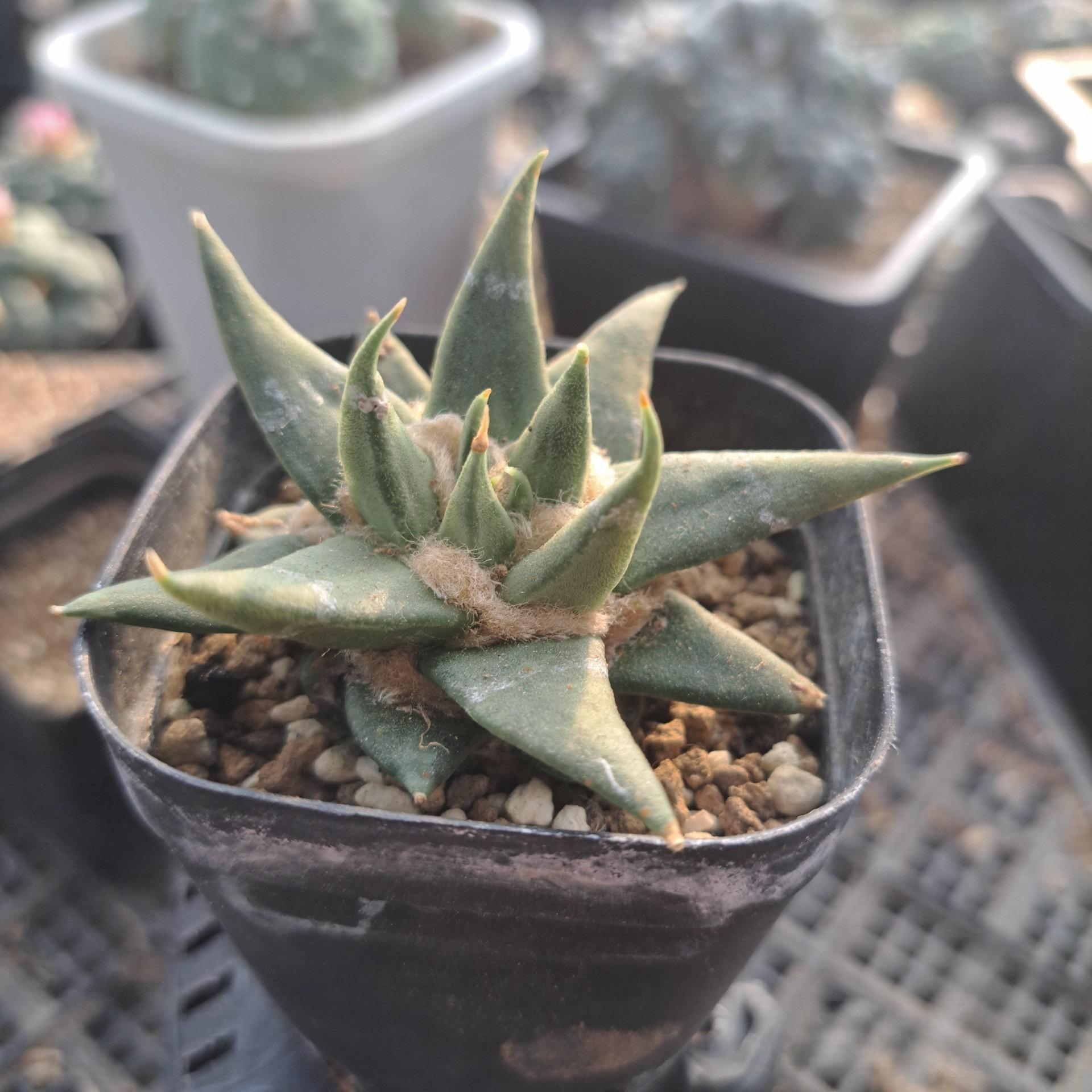 5-10cm Ariocarpus retusus subsp. trigonus