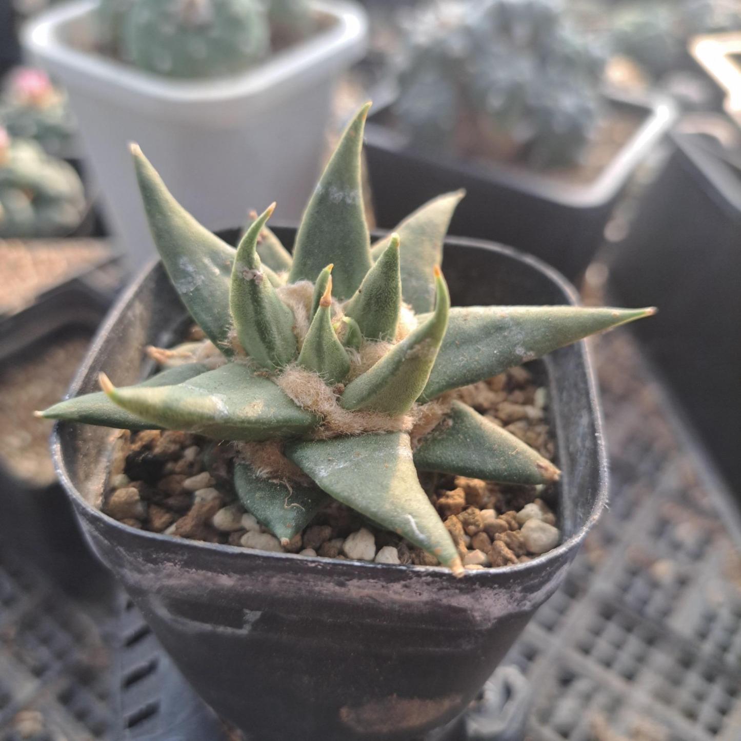 5-10cm Ariocarpus retusus subsp. trigonus