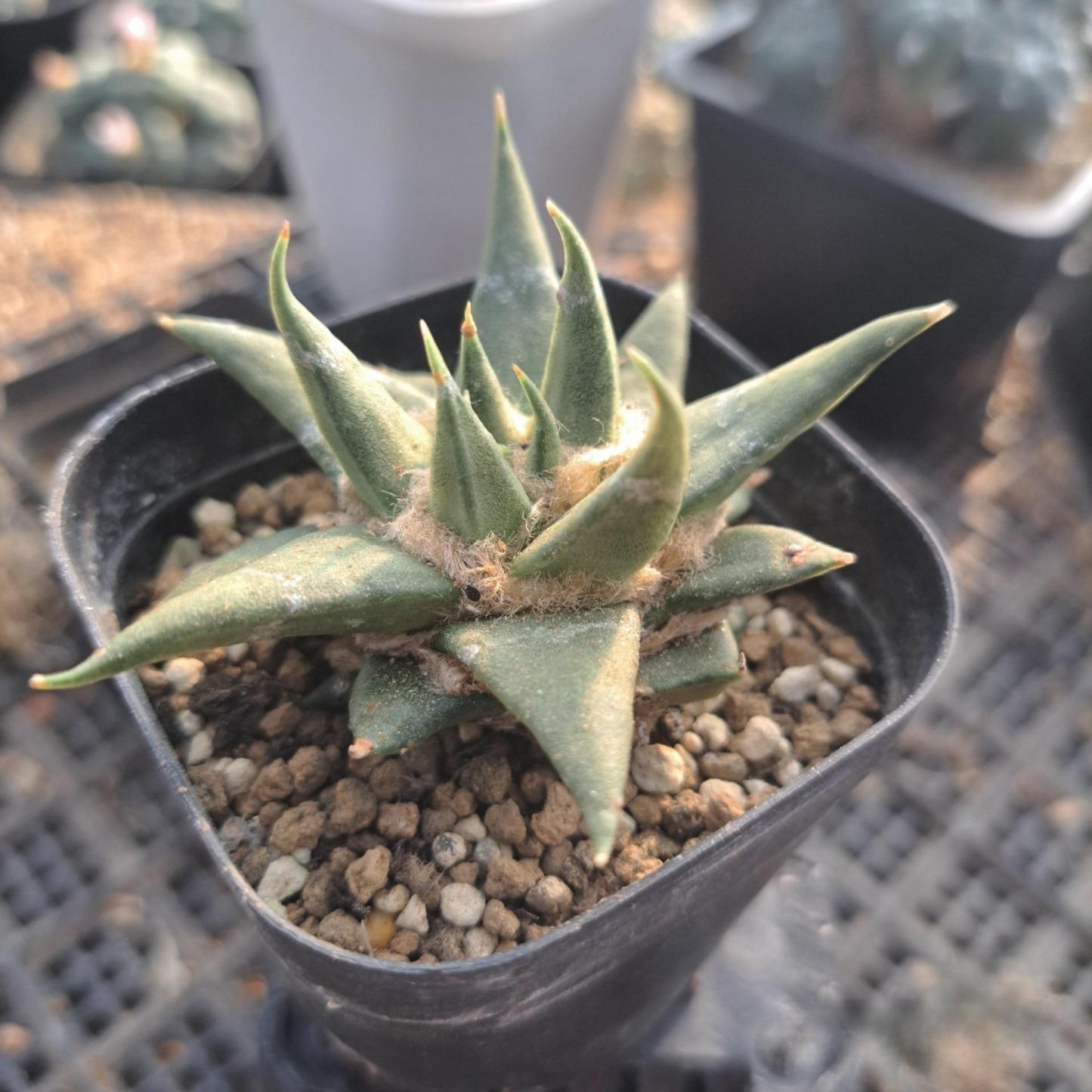 5-10cm Ariocarpus retusus subsp. trigonus